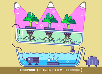Plants Growing with Hydroponic Nutrient Film Technique Under Phytolamps