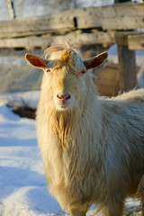 Obraz premium goats on winter walk