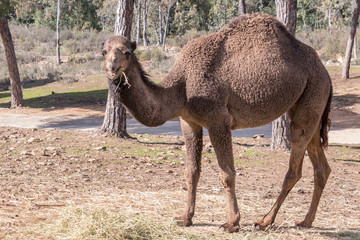 Camel, Dromedary (Camelus dromedarius)