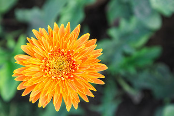 Beautiful flower and green leaf background in flower garden at sunny summer or spring day. flower for postcard, beauty decoration and agriculture concept design. Orange flower.