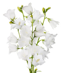 white large isolated bellflower bunch