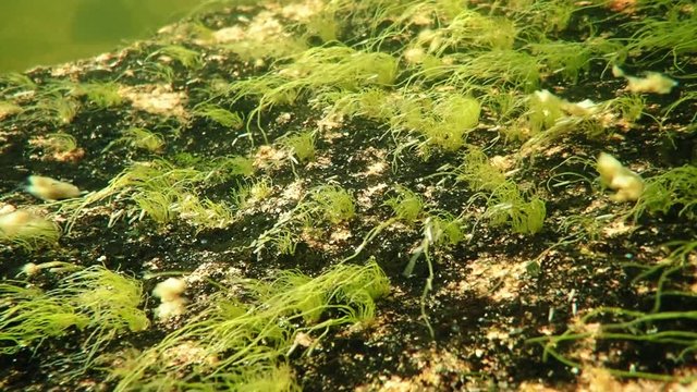 Red algae (rhodophyta) in a streaming river