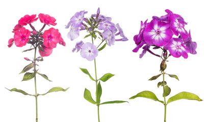 three phlox flowers set isolated on white - obrazy, fototapety, plakaty