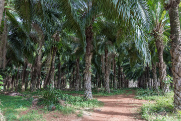 African oil palm plantation in Thailand