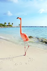 Fotobehang Flamingo Roze flamingo die zich op het strand, het eiland van Aruba bevindt