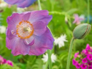 Closeup view of a beautiful Himalayan Blue Poppy Meconopsis flower and a bud against soft-focused variegated background.