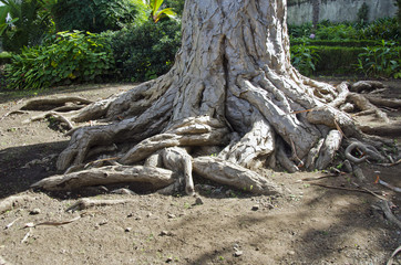 Obraz premium Old dragon tree roots and trunk in Tenerife, Spain