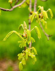 kidney with leaves on a chestnut tree in spring