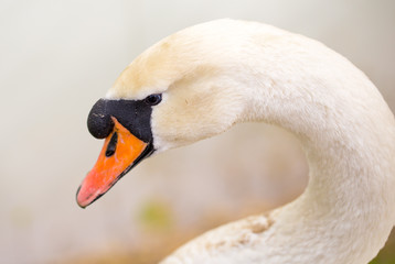 Obraz premium Beautiful white swan on nature in spring