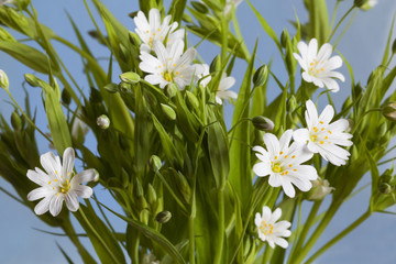 Nice small white flowers in a spring. Green leaves. Blue background.