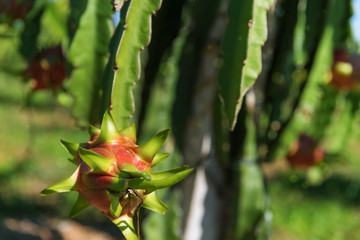 Dragon fruit or Pitaya Pitahaya plantation