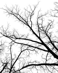 Naked tree branches on a white background