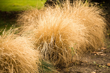A bush of dry grass in the park