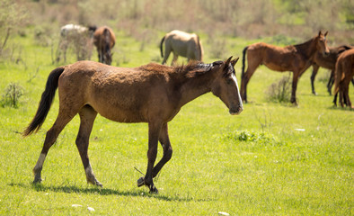 Fototapeta premium Horses in the pasture in the spring