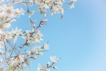 Naklejka premium background of spring white cherry blossoms tree. selective focus.