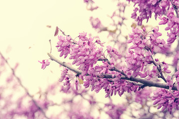 background of spring pink cherry blossoms tree. selective focus.