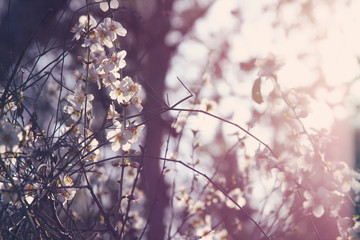background of spring white cherry blossoms tree. selective focus.