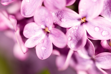 Naklejka na ściany i meble Lilac flowers with drops of water