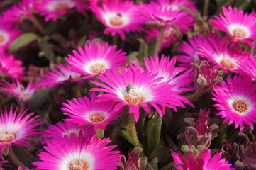 Bunch of Pink Flowers