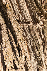 Old bark on a tree as a background
