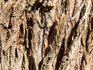 Old bark on a tree as a background