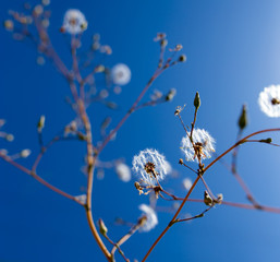 Dandelion against the blue sky