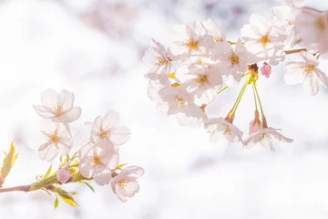 Papier Peint Lavable Fleur de cerisier 桜の花