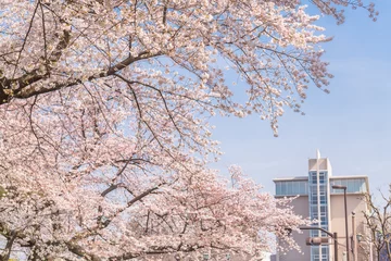 Photo sur Plexiglas Fleur de cerisier 都会の桜