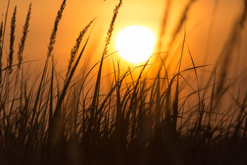 Grass in the rays of sunset as background