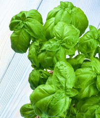 Fresh Green Basil