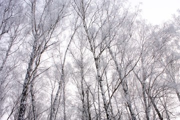 Winter forest. Snow-covered birch grove 2