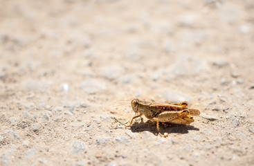 Grasshopper sits on the ground in wildlife