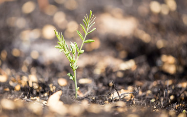 Green sprout on burnt grass after fire