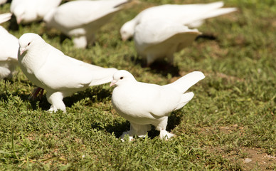 White doves in green grass in summer