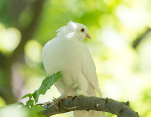 White doves on a tree in the summer