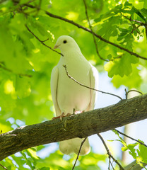 White doves on a tree in the summer