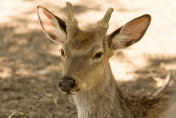 Portrait of a deer in the zoo