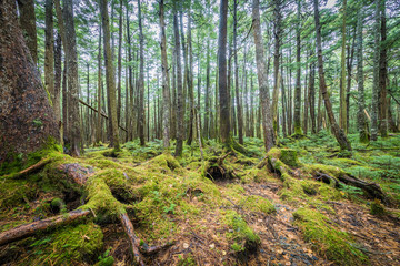 Green moss and green forest at Shiragoma no ike , Nagano