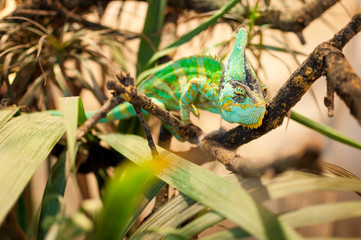 A chameleon climbing through the branches of a tree