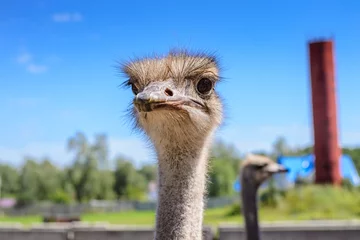 Foto op Plexiglas Struisvogel Portrait of an African ostrich closeup on sky background