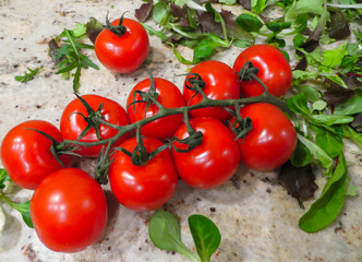 Lovely fresh small red tomatoes on a branch in the green.
