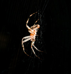 Spider on the web in the pantry