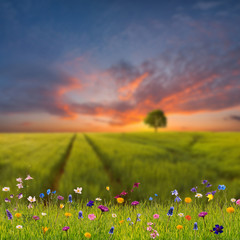 Spring landscape with wild flowers and meadow