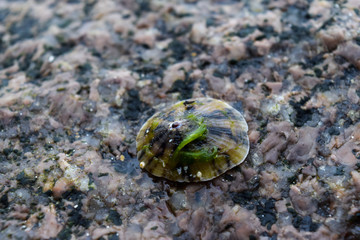 Sea Snail on the Rock