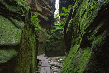 Small path in forest chasm
