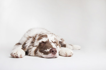 The studio portrait of the puppy dog Australian Shepherd lying and sleeping on the white background, 