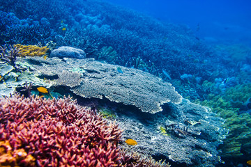 Tropical wildlife: red corals and fish  in Indian ocean. © artifirsov
