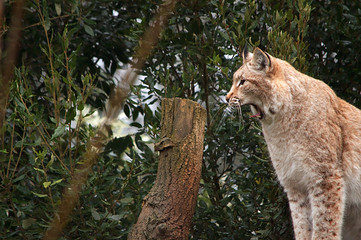 Naklejka premium A lynx yawning as it wakes up with bushes in the background