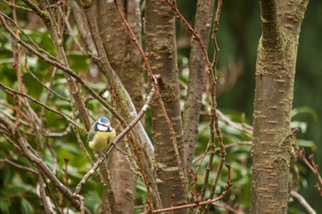 A blue tit in a tree in a British garden