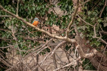 A kingfisher sat on a branch looking for a fish